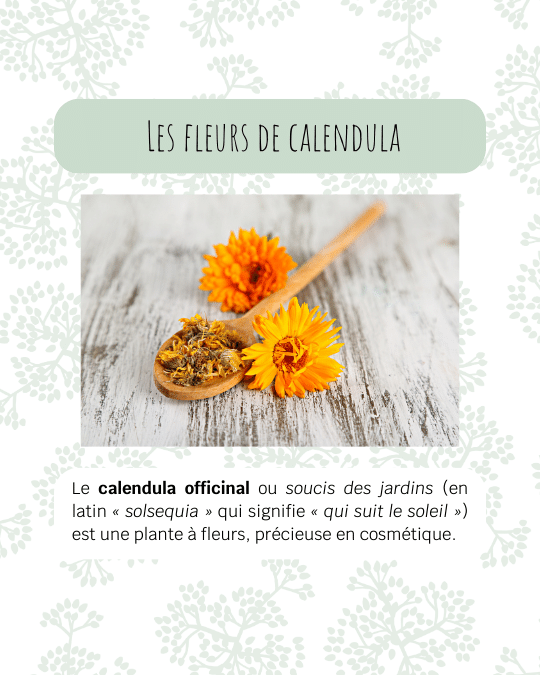 Le calendula officinal ou soucis des jardins (en latin « solsequia » qui signifie « qui suit le soleil ») est une plante à fleurs, précieuse en cosmétique.